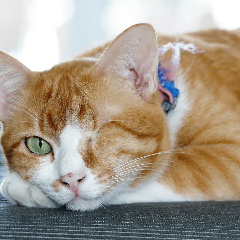 I Love Cats Bracelet (1 Bracelet = 10 Meals)