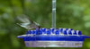 Mary's Perch Hummingbird Feeder