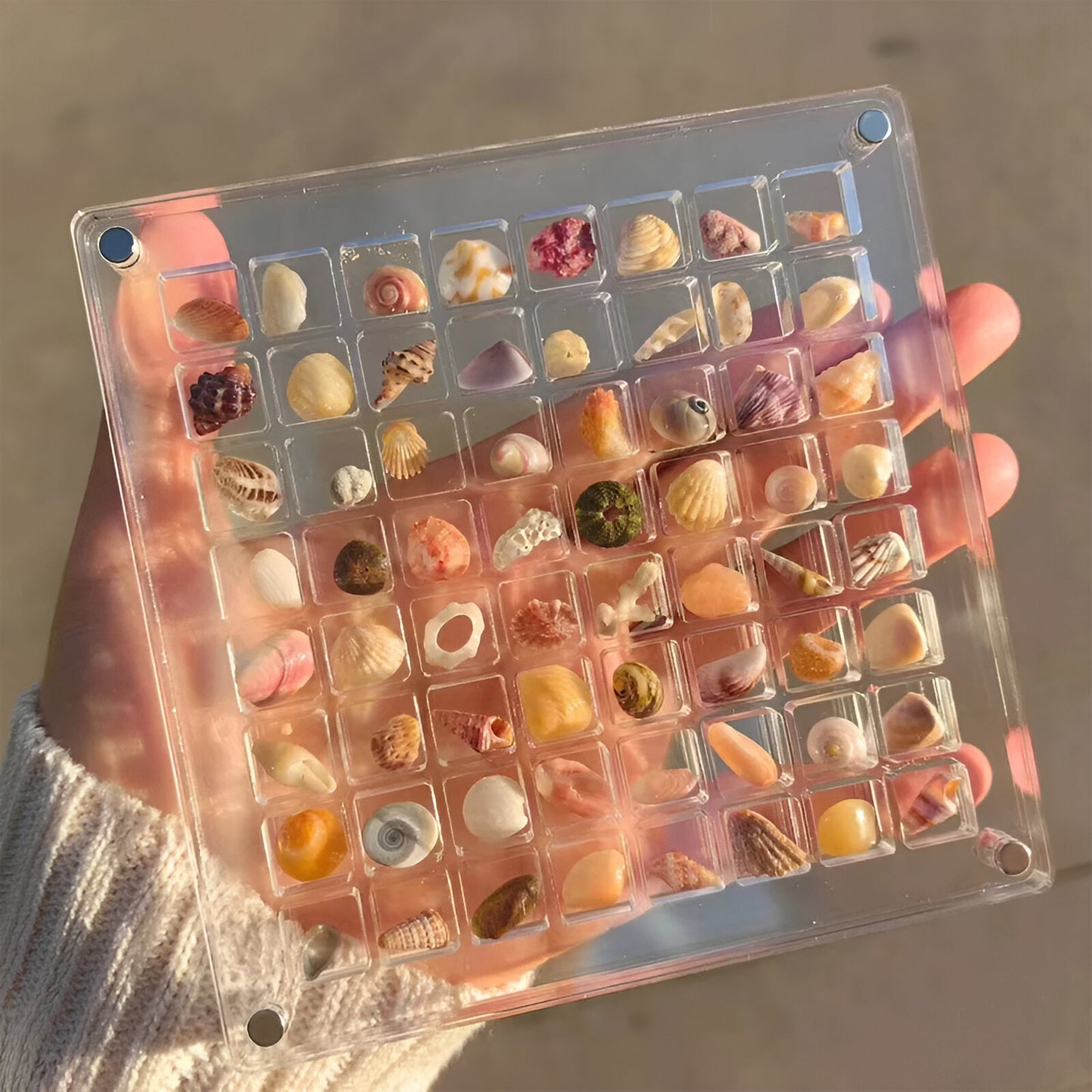 Acrylic Magnetic Seashell Display Box