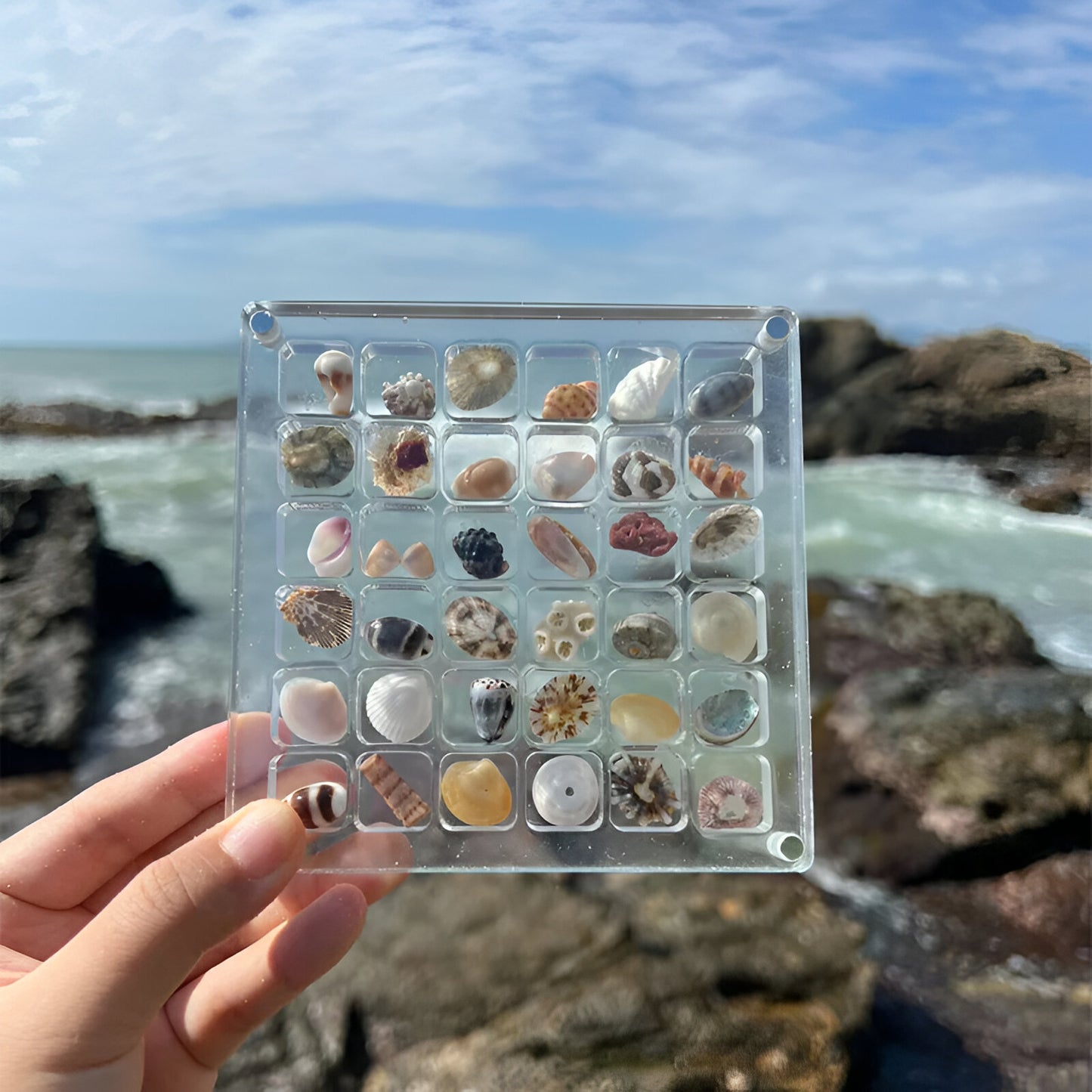 Acrylic Magnetic Seashell Display Box