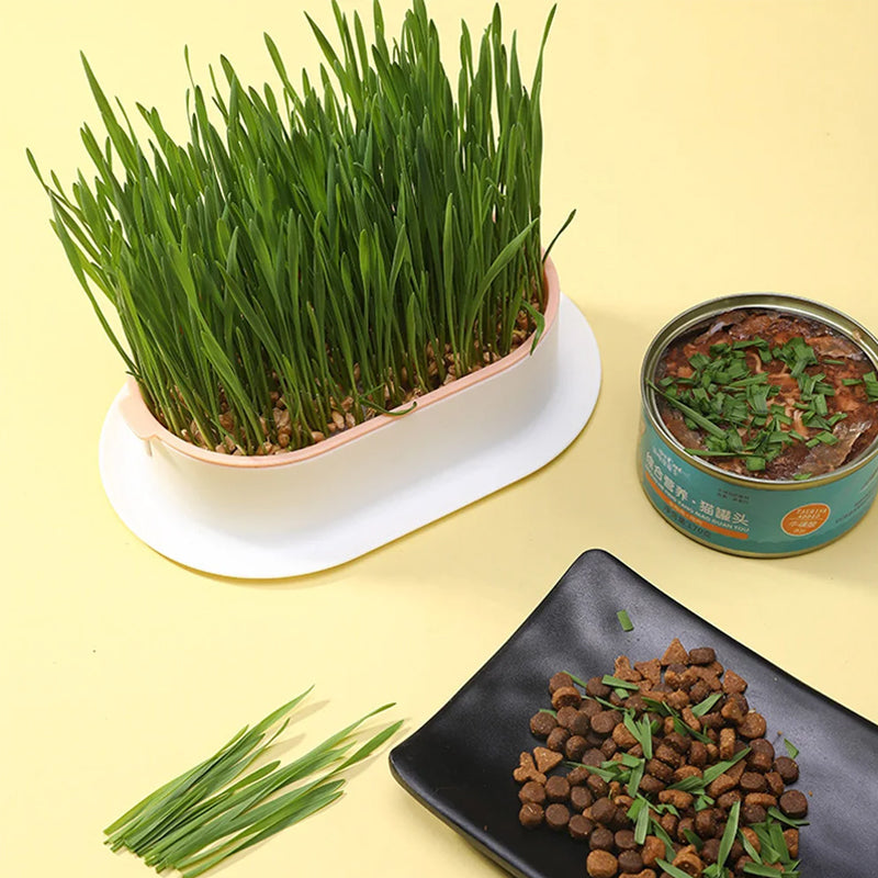 Cat Grass Box, Practical Seed Germination Tray