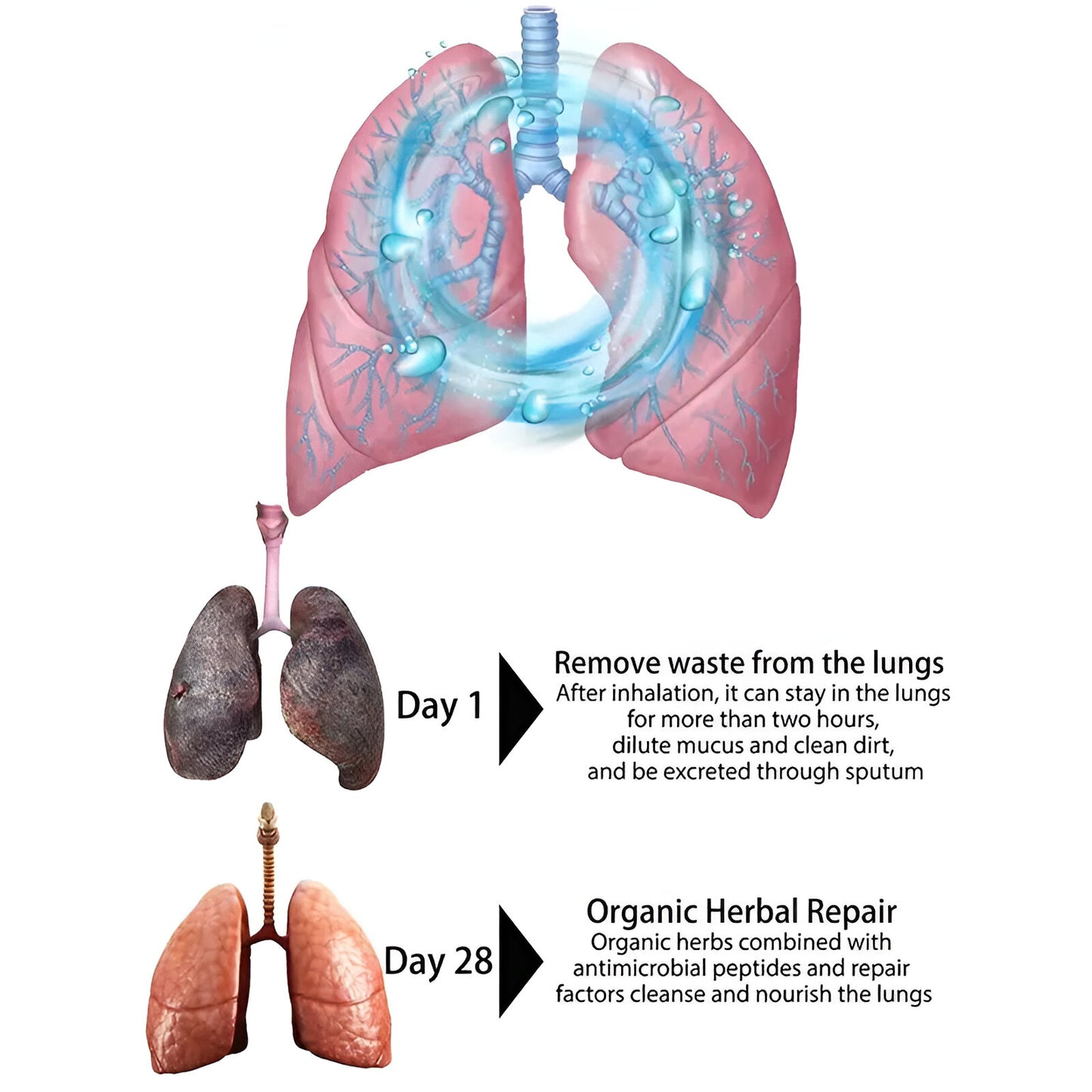 Herbal Lung Cleansing Spray