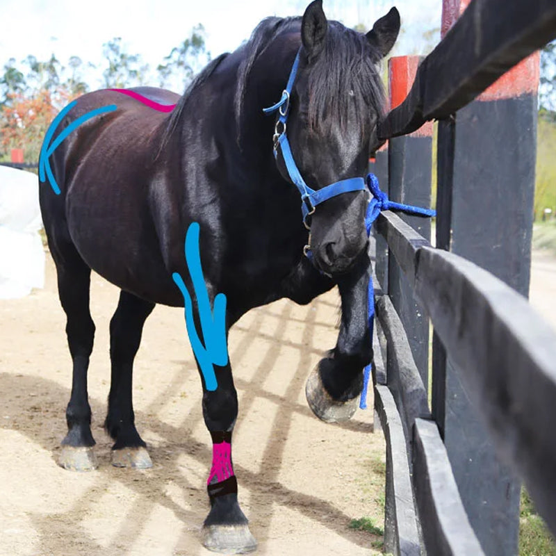 Kinesiology Tape for Horses 🐴❤️