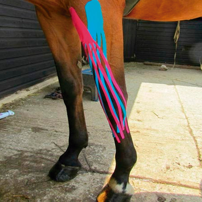 Kinesiology Tape for Horses 🐴❤️